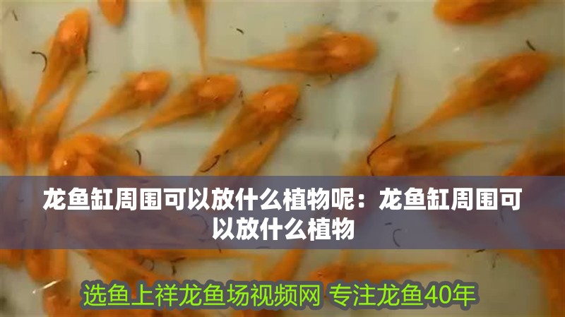 龍魚缸周圍可以放什么植物呢：龍魚缸周圍可以放什么植物