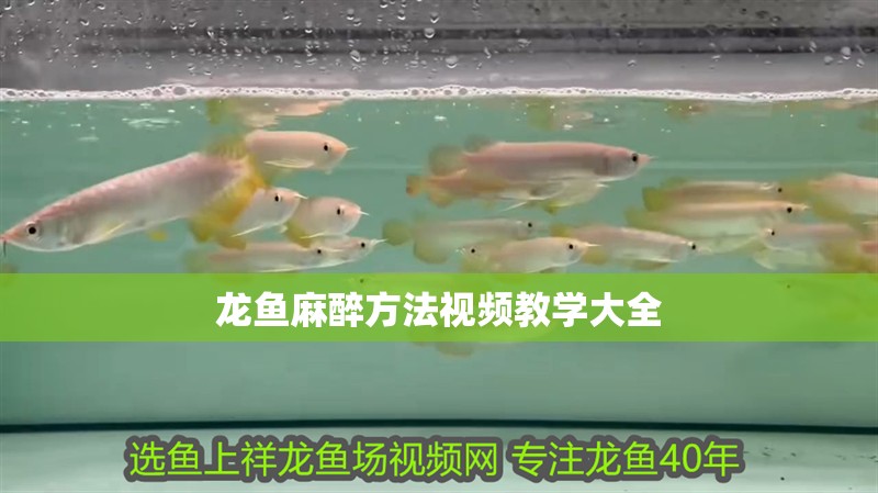 龍魚麻醉方法視頻教學大全