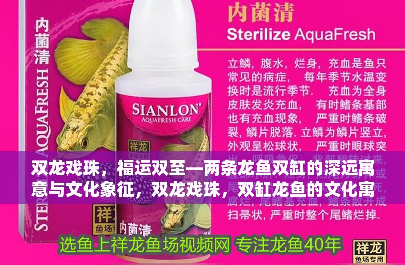 雙龍戲珠，福運雙至—兩條龍魚雙缸的深遠寓意與文化象征，雙龍戲珠，雙缸龍魚的文化寓意與福運象征