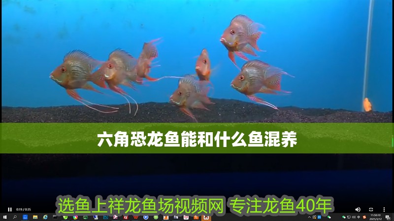 魚缸過濾器選購指南:自制魚缸過濾器魚缸上置過濾器對于養(yǎng)魚愛好者的必備知識 六角恐龍魚能和什么魚混養(yǎng) 龍魚百科 六角恐龍魚能和什么魚混養(yǎng) 六角恐龍魚能和什么魚混養(yǎng) 龍魚百科