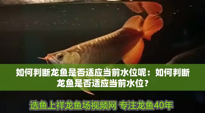 如何判斷龍魚是否適應(yīng)當(dāng)前水位呢：如何判斷龍魚是否適應(yīng)當(dāng)前水位？