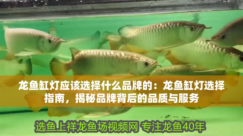 龍魚缸燈應該選擇什么品牌的：龍魚缸燈選擇指南，揭秘品牌背后的品質與服務