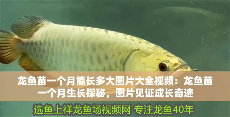 龍魚苗一個月能長多大圖片大全視頻：龍魚苗一個月生長探秘，圖片見證成長奇跡