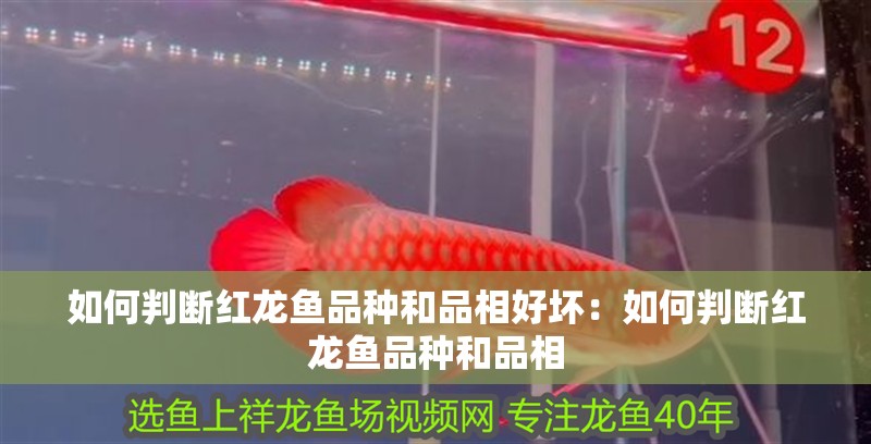 如何判斷紅龍魚品種和品相好壞：如何判斷紅龍魚品種和品相