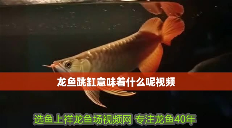 龍魚(yú)跳缸意味著什么呢視頻
