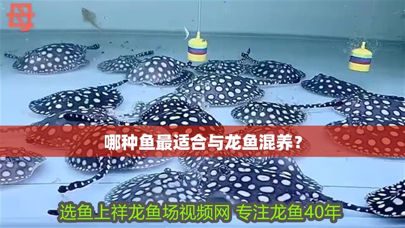 哪種魚最適合與龍魚混養(yǎng)？