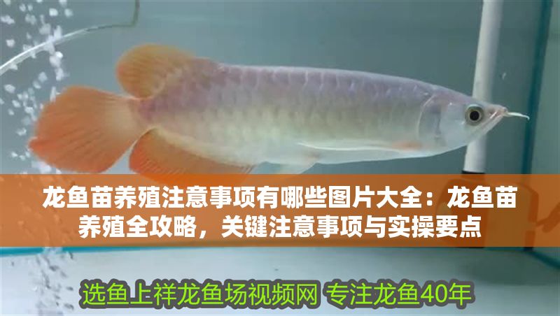 龍魚苗養殖注意事項有哪些圖片大全：龍魚苗養殖全攻略，關鍵注意事項與實操要點