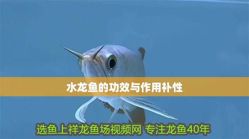 水龍魚的功效與作用補(bǔ)性