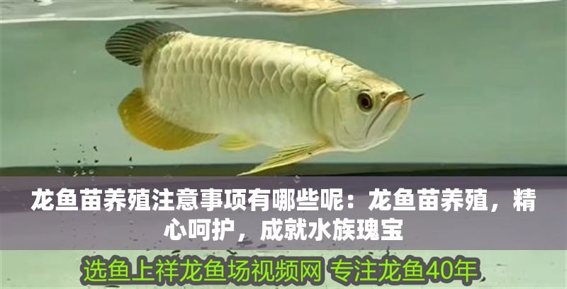 龍魚苗養殖注意事項有哪些呢：龍魚苗養殖，精心呵護，成就水族瑰寶