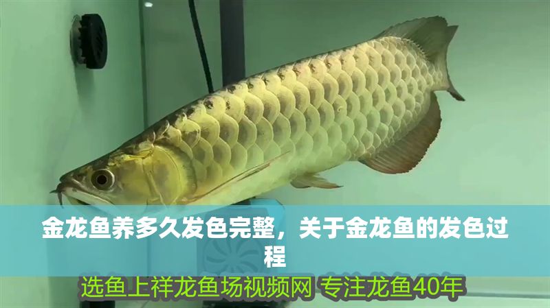 金龍魚養(yǎng)多久發(fā)色完整，關(guān)于金龍魚的發(fā)色過程