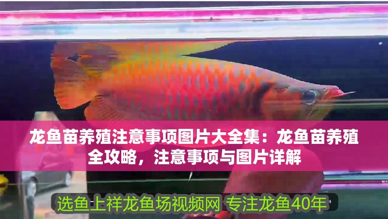 龍魚苗養殖注意事項圖片大全集：龍魚苗養殖全攻略，注意事項與圖片詳解