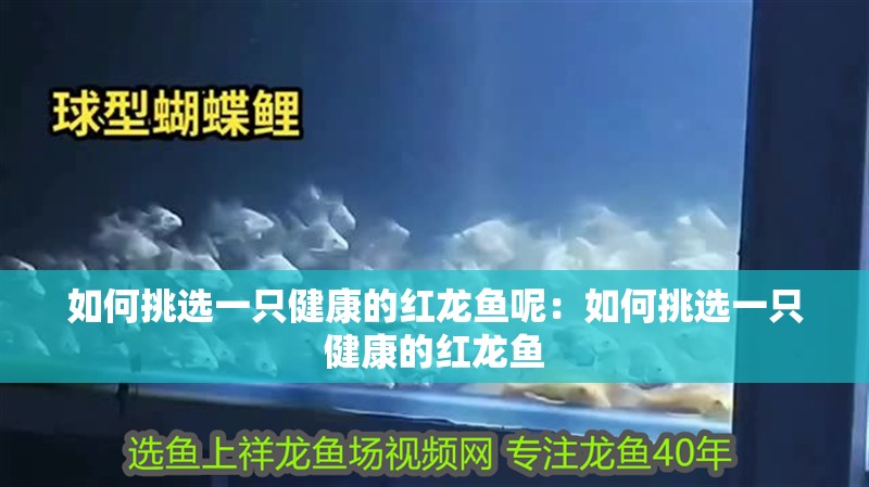 如何挑選一只健康的紅龍魚(yú)呢：如何挑選一只健康的紅龍魚(yú)