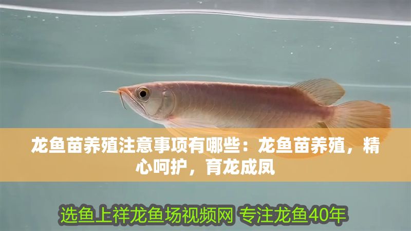 龍魚苗養殖注意事項有哪些：龍魚苗養殖，精心呵護，育龍成鳳