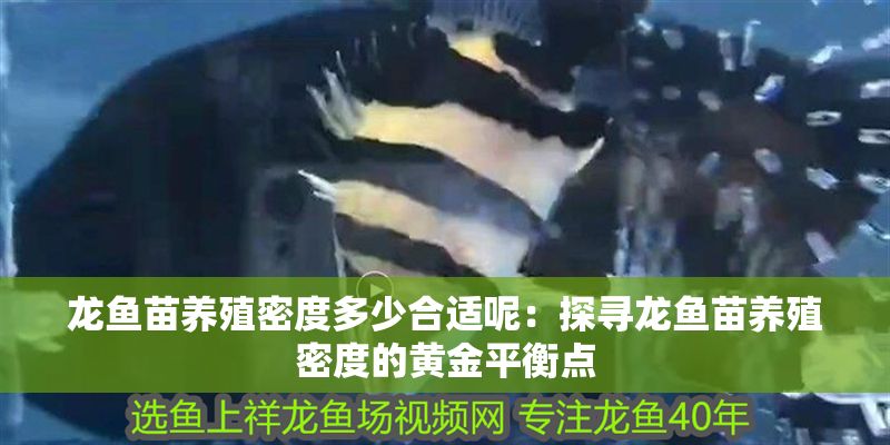 龍魚苗養(yǎng)殖密度多少合適呢：探尋龍魚苗養(yǎng)殖密度的黃<strong><mark>金平</mark></strong>衡點(diǎn)