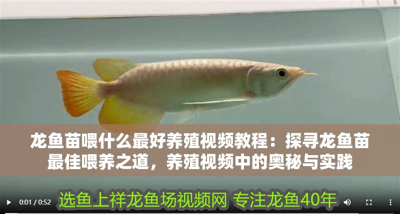 龍魚苗喂什么最好養殖視頻教程：探尋龍魚苗最佳喂養之道，養殖視頻中的奧秘與實踐