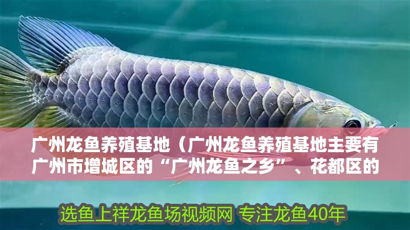 廣州龍魚養(yǎng)殖基地（廣州龍魚養(yǎng)殖基地主要有廣州市增城區(qū)的“廣州龍魚之鄉(xiāng)”、花都區(qū)的多個(gè)養(yǎng)殖基地）