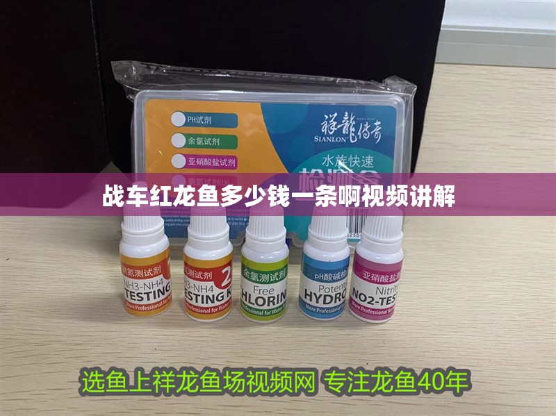 戰(zhàn)車紅龍魚多少錢一條啊視頻講解