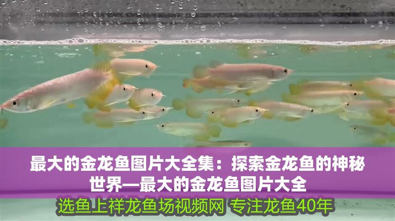最大的金龍魚圖片大全集：探索金龍魚的神秘世界—最大的金龍魚圖片大全
