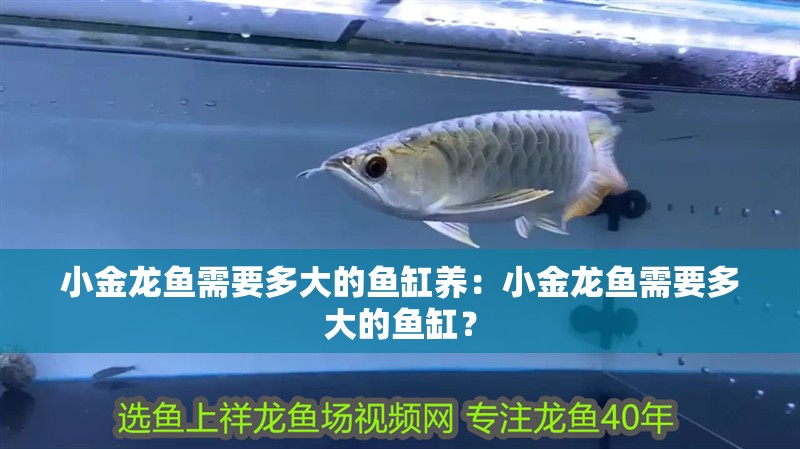 小金龍魚(yú)需要多大的魚(yú)缸養(yǎng)：小金龍魚(yú)需要多大的魚(yú)缸？