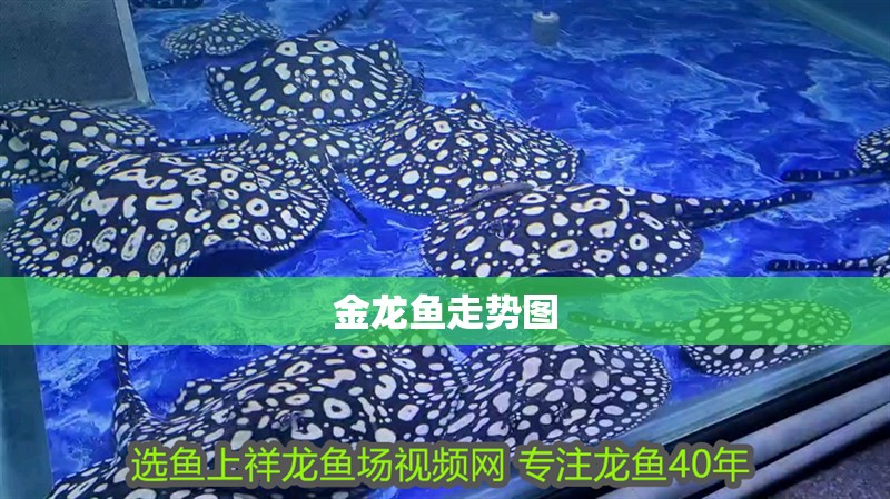 金龍魚走勢圖