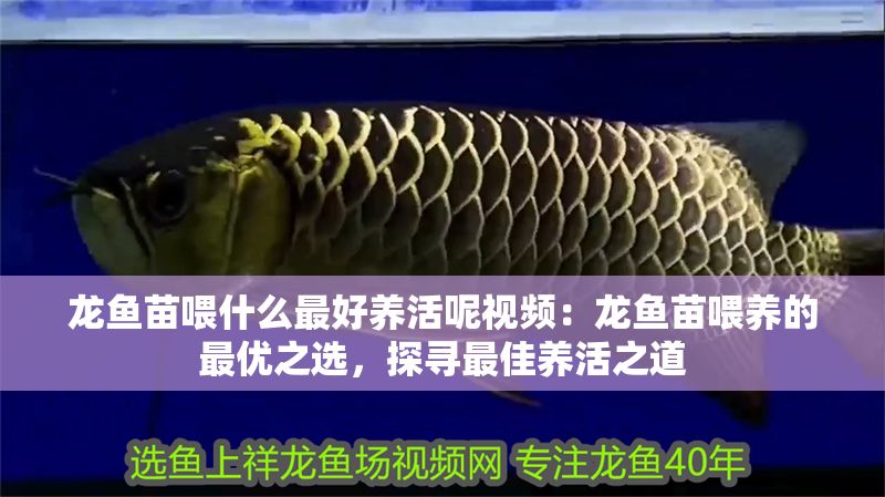 龍魚苗喂什么最好養活呢視頻：龍魚苗喂養的最優之選，探尋最佳養活之道