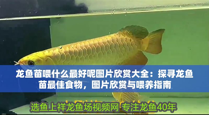 龍魚苗喂什么最好呢圖片欣賞大全：探尋龍魚苗最佳食物，圖片欣賞與喂養(yǎng)指南