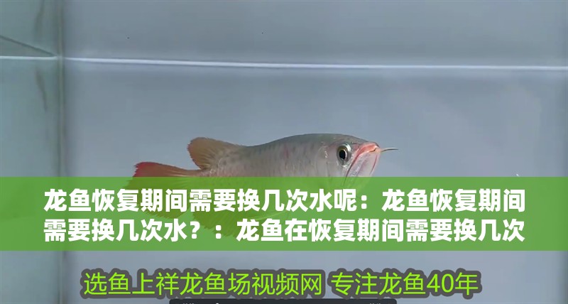 龍魚恢復期間需要換幾次水呢：龍魚恢復期間需要換幾次水？：龍魚在恢復期間需要換幾次水