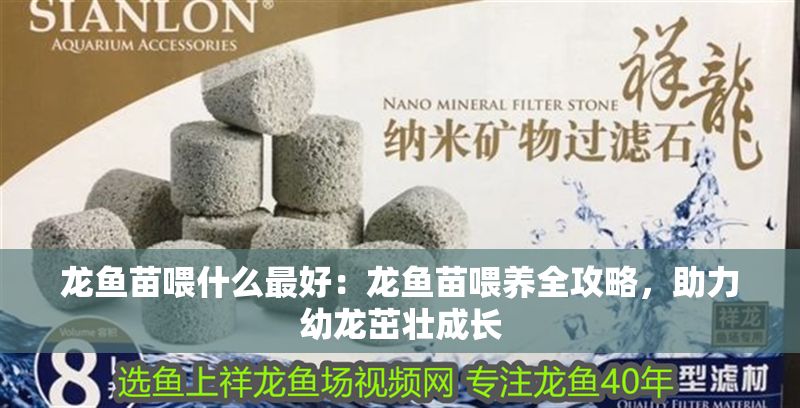 龍魚苗喂什么最好：龍魚苗喂養(yǎng)全攻略，助力幼龍茁壯成長