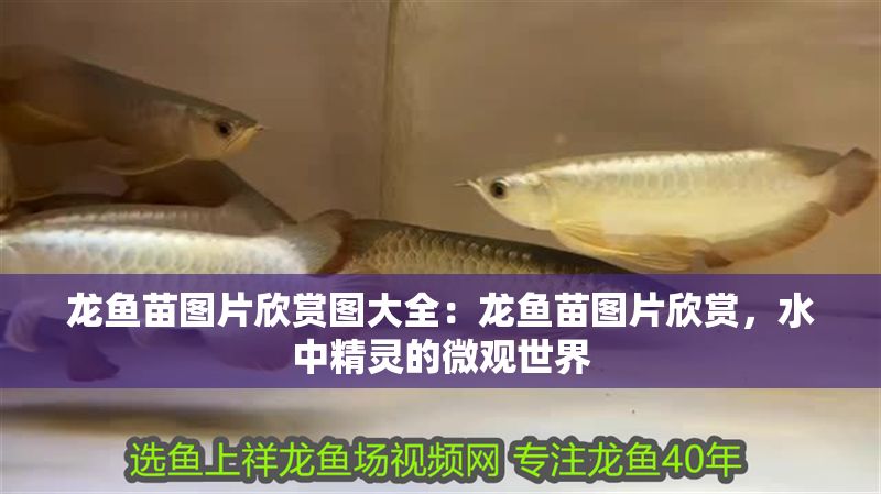 豬鼻龜多少水溫最好養活(豬鼻龜怎么養多少度)