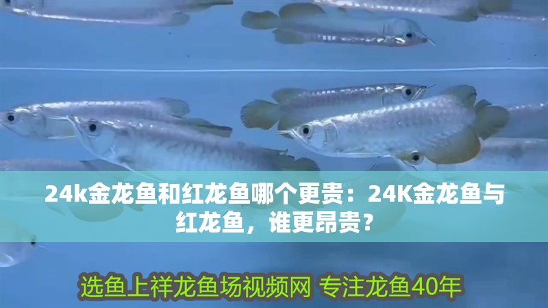 24k金龍魚和紅龍魚哪個(gè)更貴：24K金龍魚與紅龍魚，誰更昂貴？