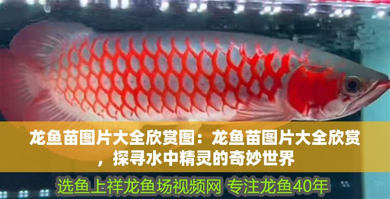 龍魚苗圖片大全欣賞圖：龍魚苗圖片大全欣賞，探尋水中精靈的奇妙世界