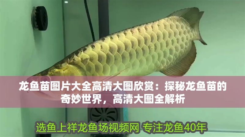 龍魚苗圖片大全高清大圖欣賞：探秘龍魚苗的奇妙世界，高清大圖全解析