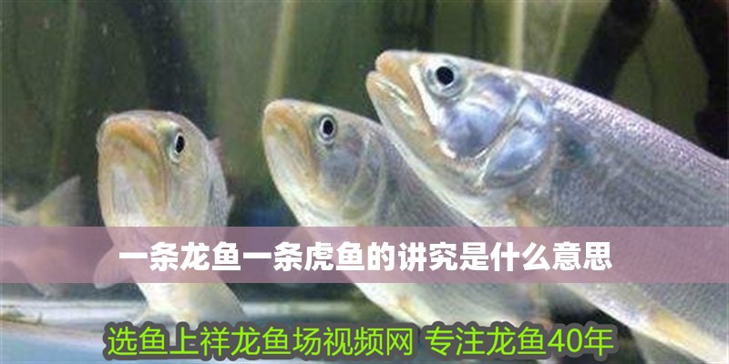 一條龍魚一條虎魚的講究是什么意思