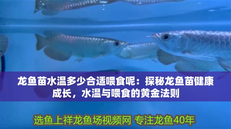 龍魚苗水溫多少合適喂食呢：探秘龍魚苗健康成長，水溫與喂食的黃金法則