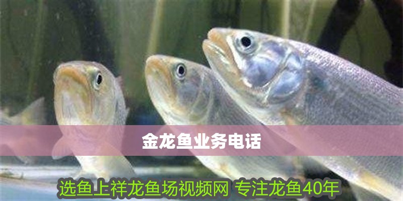 金龍魚(yú)業(yè)務(wù)電話