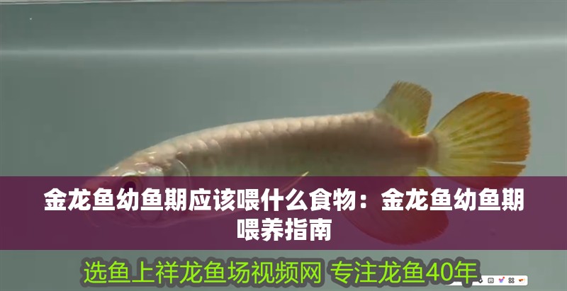 金龍魚幼魚期應該喂什么食物：金龍魚幼魚期喂養指南
