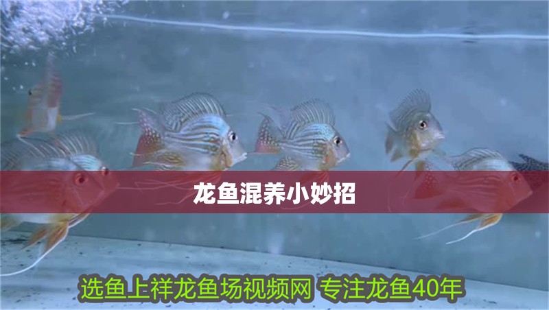 龍魚混養小妙招