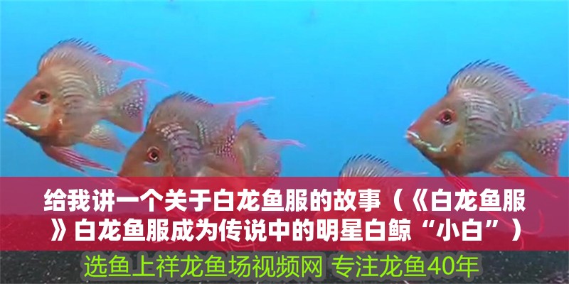 給我講一個(gè)關(guān)于白龍魚服的故事（《白龍魚服》白龍魚服成為傳說(shuō)中的明星白鯨“小白”）