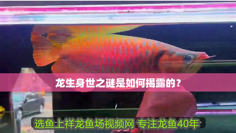 龍生身世之謎是如何揭露的？