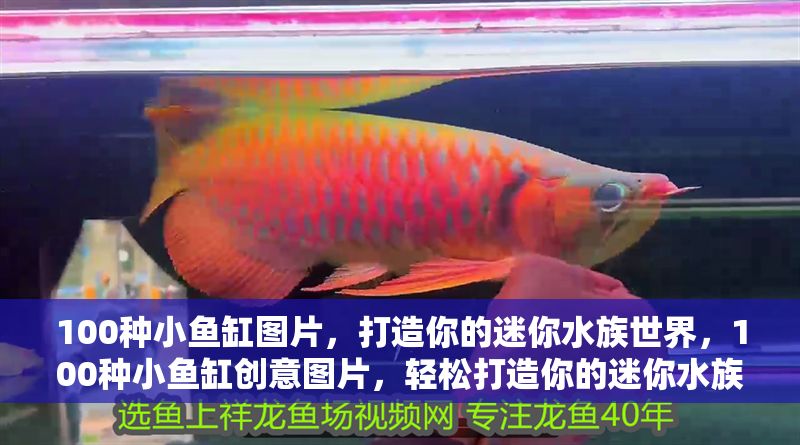 100種小魚缸圖片，打造你的迷你水族世界，100種小魚缸創(chuàng)意圖片，輕松打造你的迷你水族世界