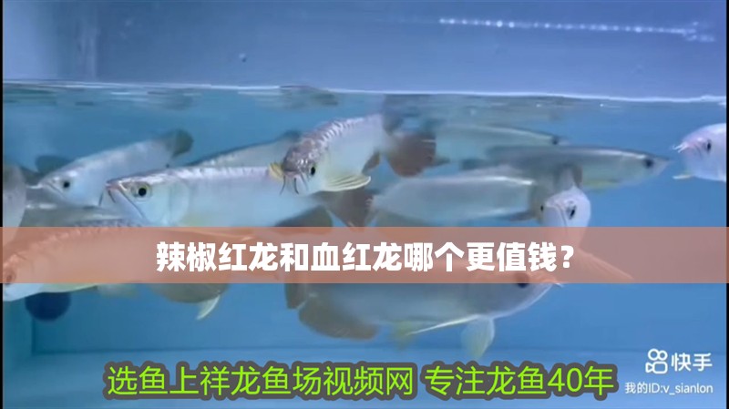 辣椒紅龍和血紅龍哪個更值錢？