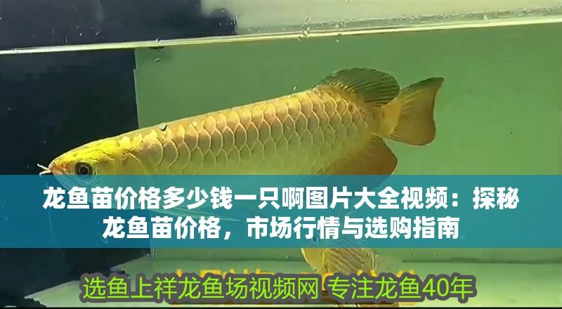 龍魚苗價格多少錢一只啊圖片大全視頻：探秘龍魚苗價格，市場行情與選購指南