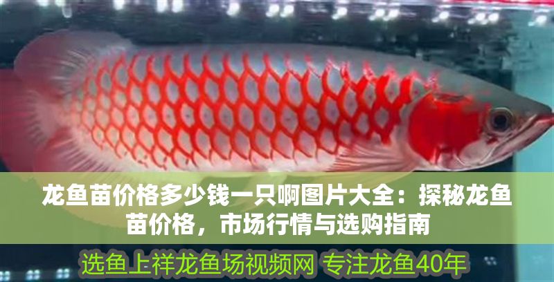 龍魚苗價格多少錢一只啊圖片大全：探秘龍魚苗價格，市場行情與選購指南