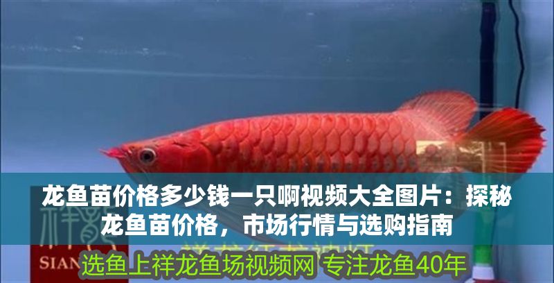 龍魚苗價格多少錢一只啊視頻大全圖片：探秘龍魚苗價格，市場行情與選購指南