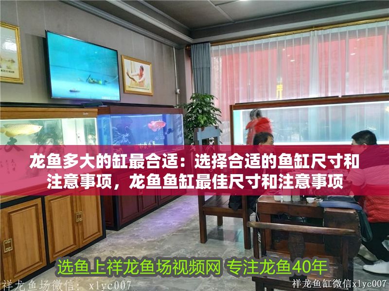 龍魚多大的缸最合適：選擇合適的魚缸尺寸和注意事項，龍魚魚缸最佳尺寸和注意事項