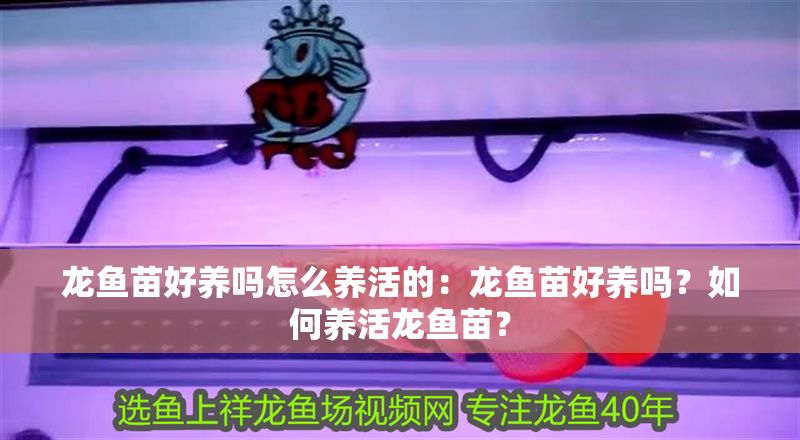龍魚苗好養嗎怎么養活的：龍魚苗好養嗎？如何養活龍魚苗？