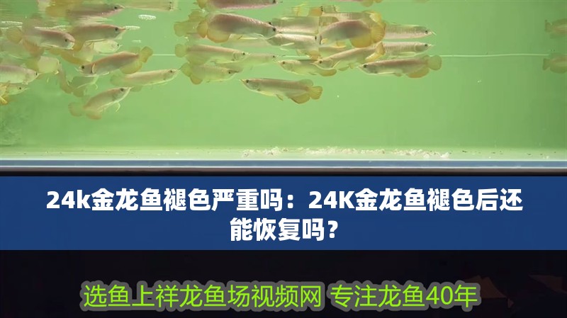 24k金龍魚褪色嚴(yán)重嗎：24K金龍魚褪色后還能恢復(fù)嗎？