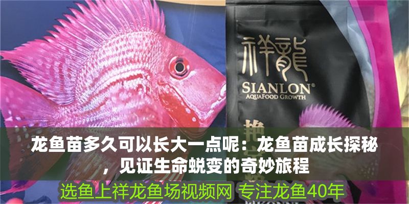 龍魚苗多久可以長大一點呢：龍魚苗成長探秘，見證生命蛻變的奇妙旅程