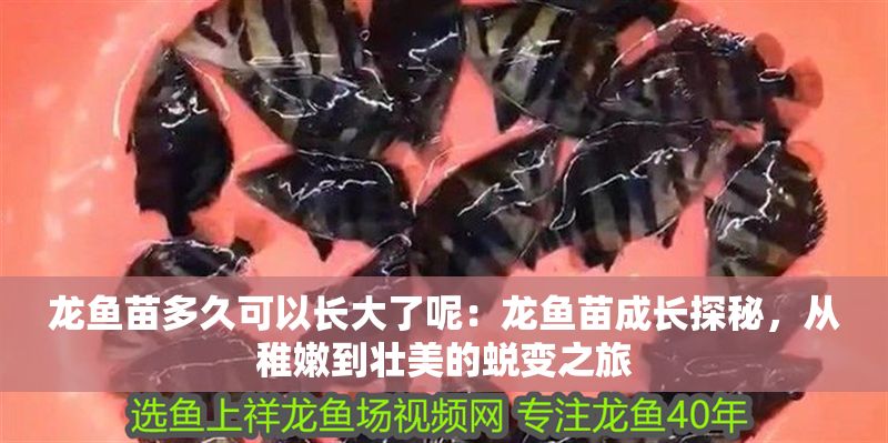龍魚苗多久可以長大了呢：龍魚苗成長探秘，從稚嫩到壯美的蛻變之旅