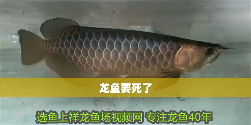 龍魚要死了
